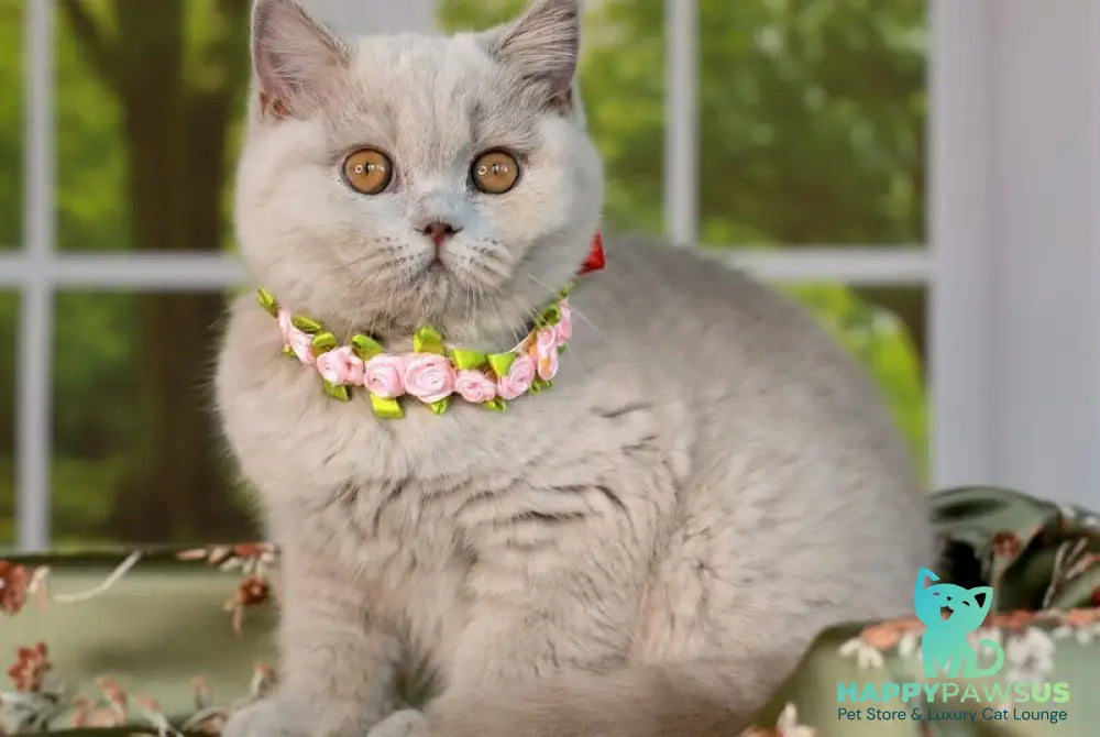 Alisa British Shorthair female lilac - live animals