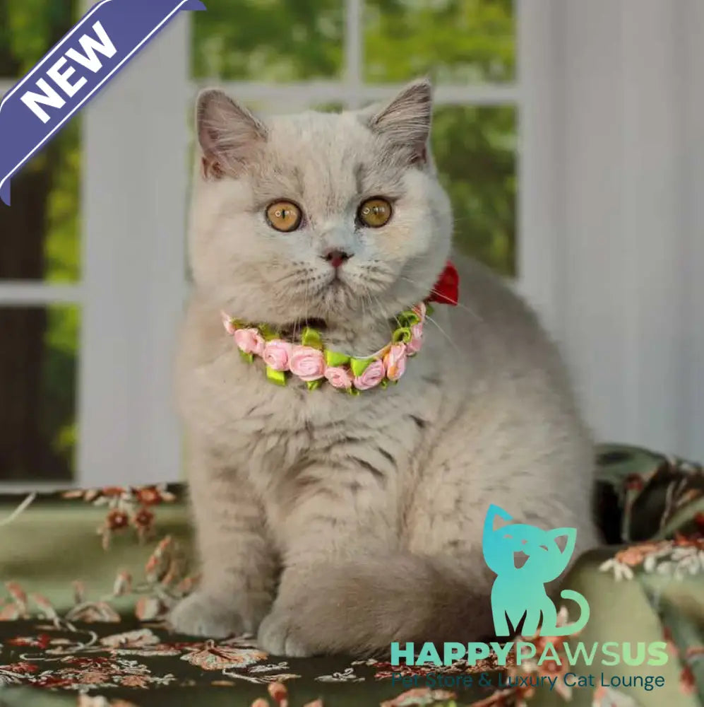 Alisa British Shorthair female lilac - live animals