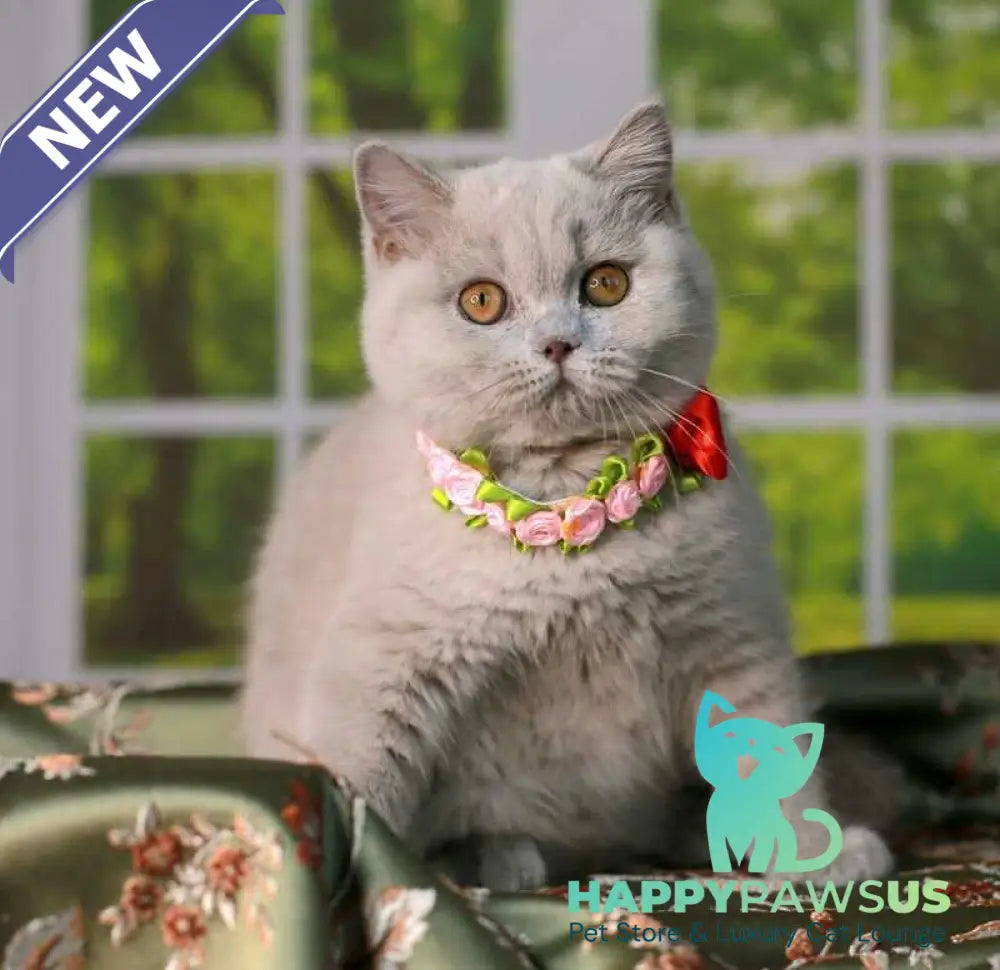 Alisa British Shorthair female lilac - live animals