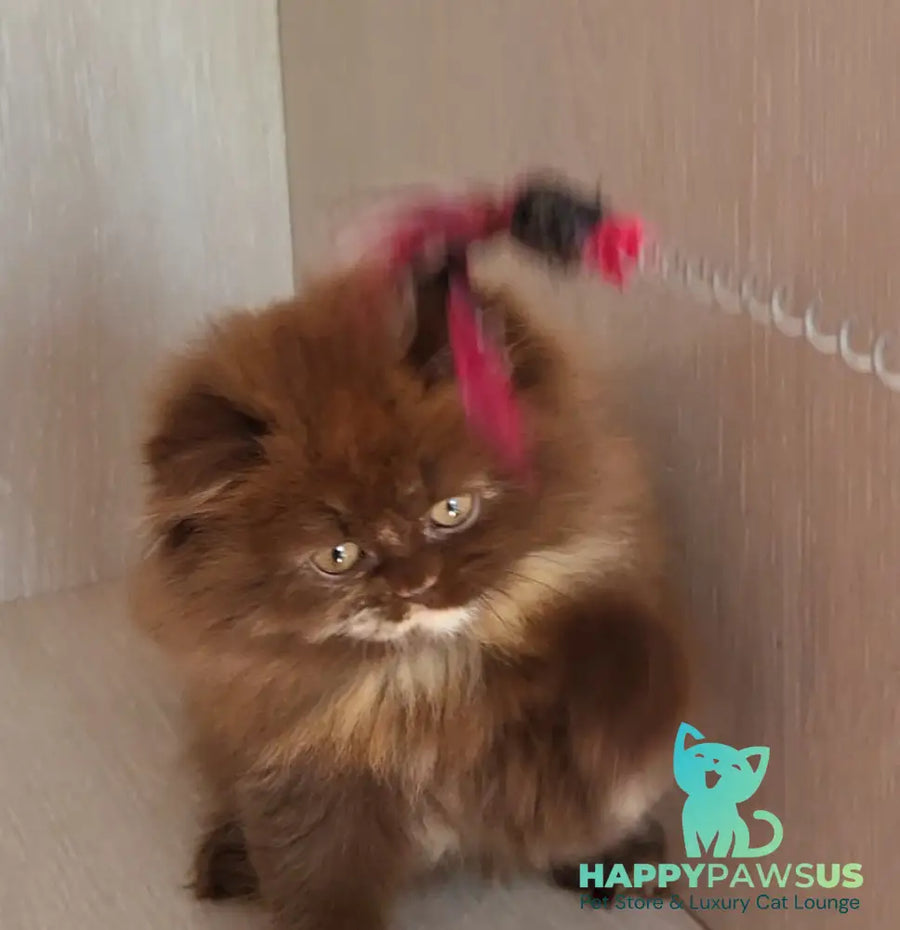 Alisiya British Longhair female chocolate tortie - live animals