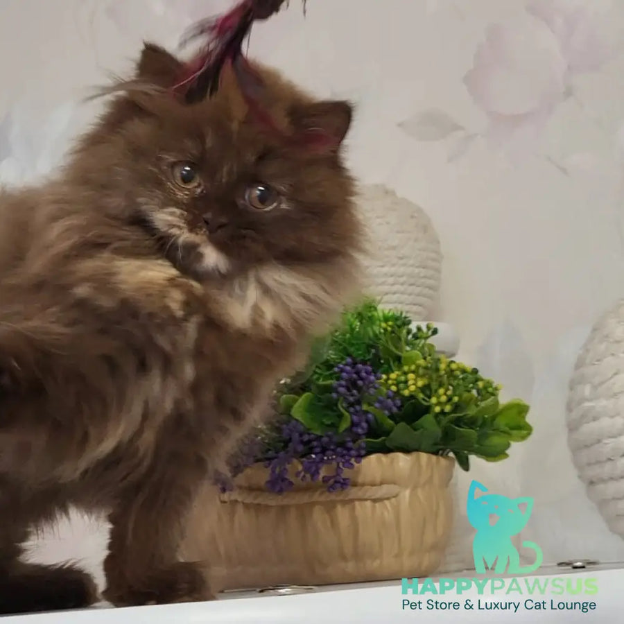 Alisiya British Longhair female chocolate tortie - live animals