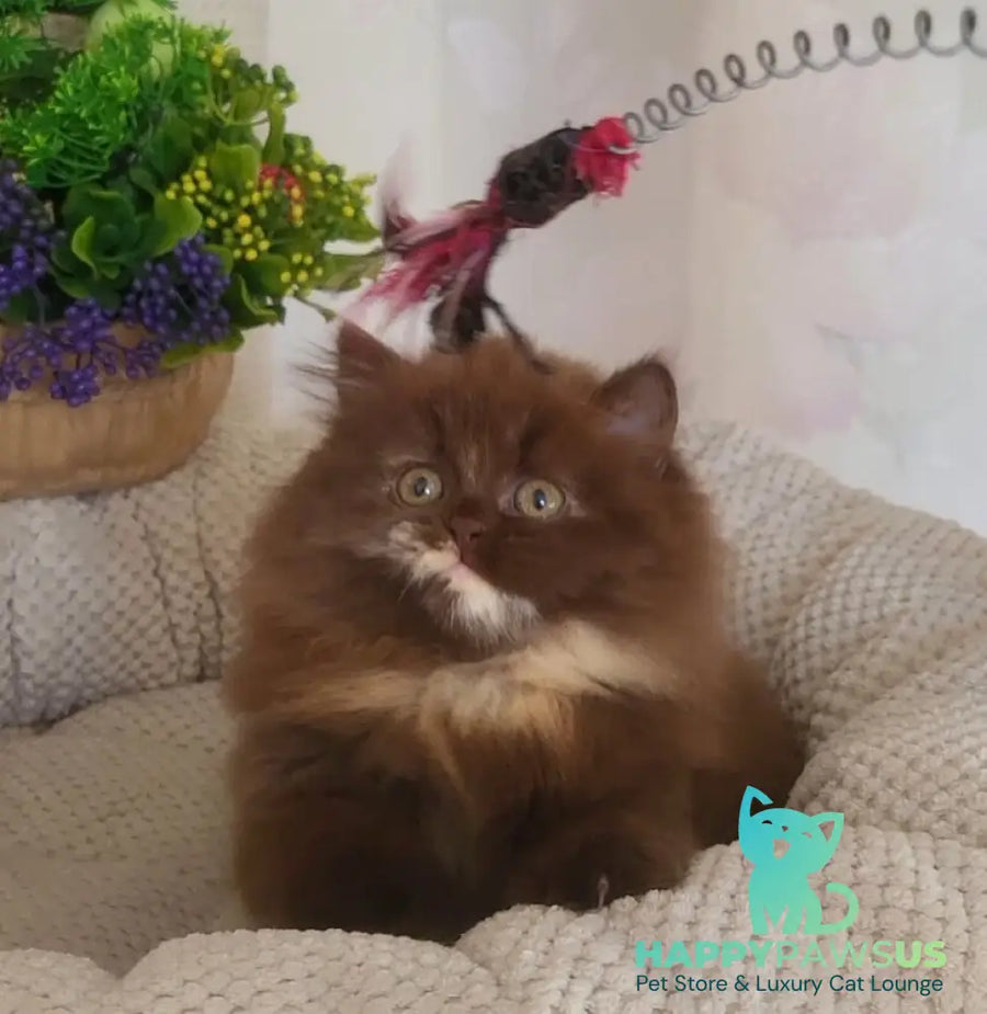 Alisiya British Longhair female chocolate tortie - live animals