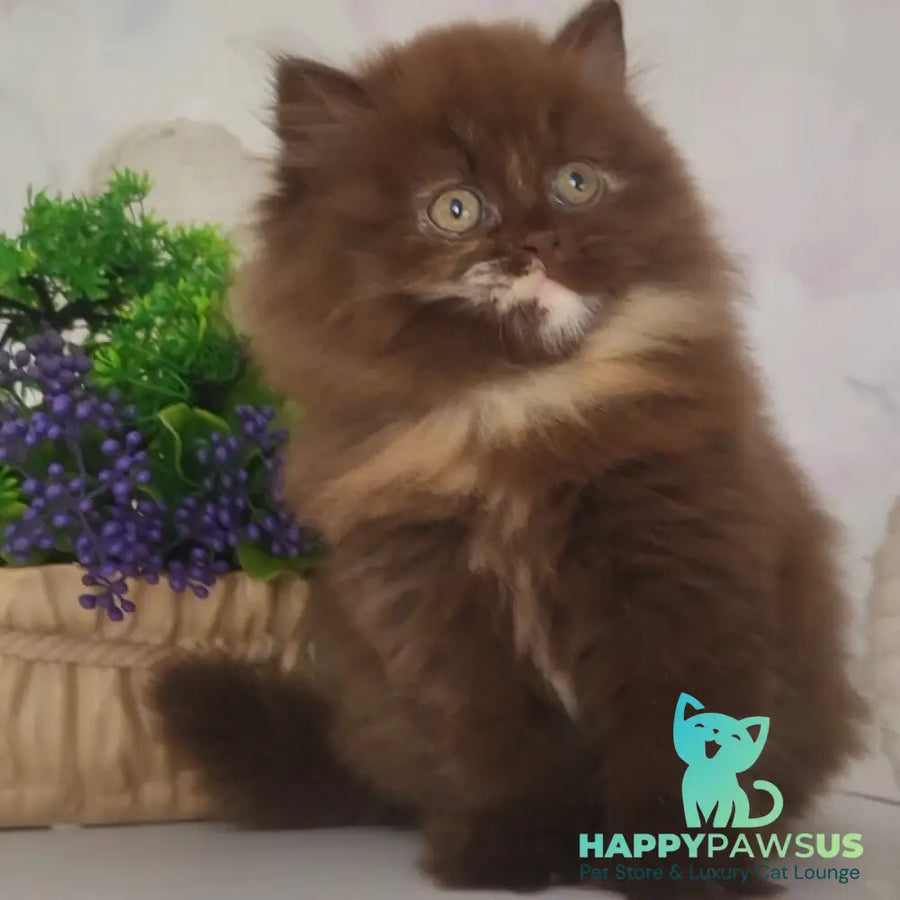 Alisiya British Longhair female chocolate tortie - live animals