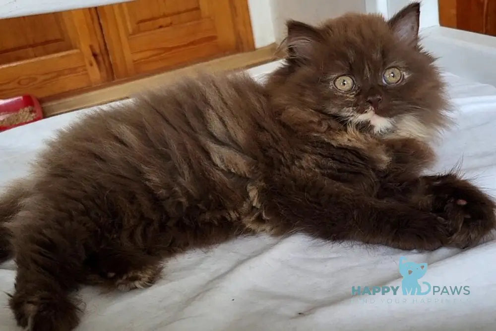 Alisiya British Longhair female chocolate tortie - live animals