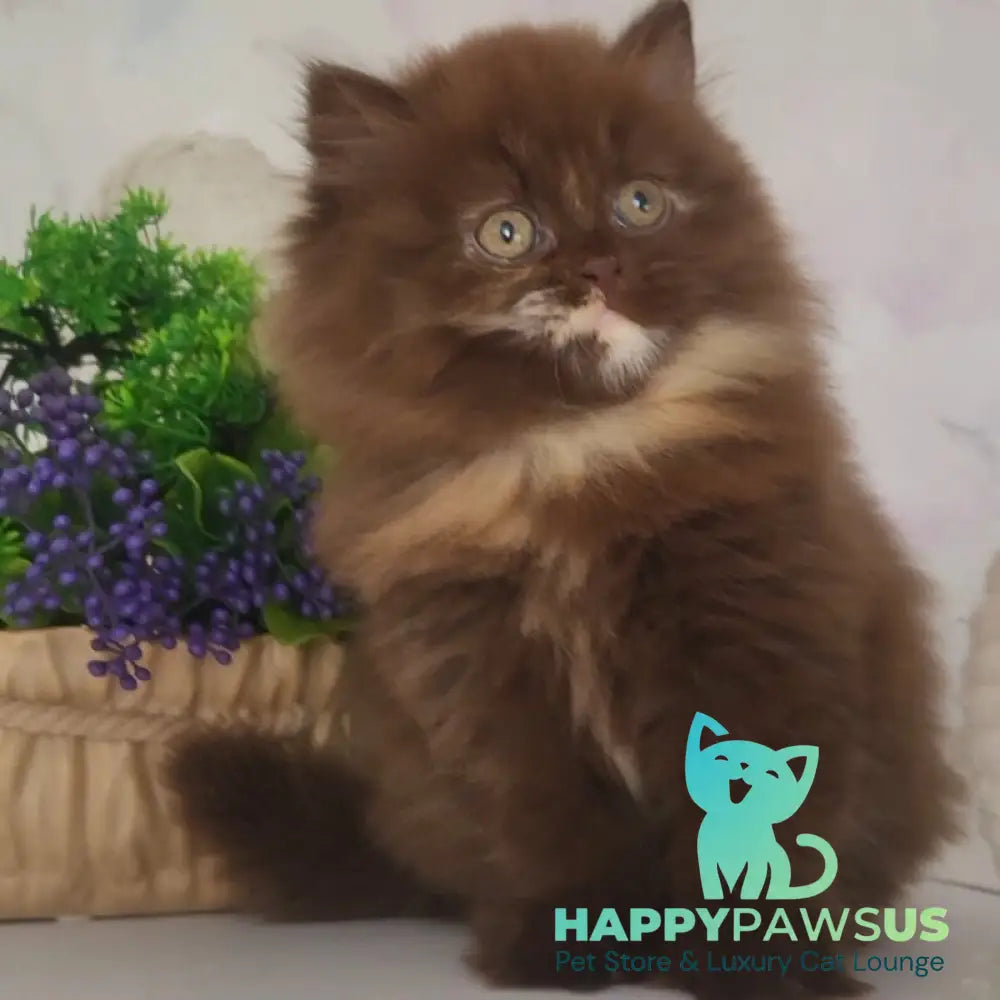 Alisiya British Longhair female chocolate tortie - live animals