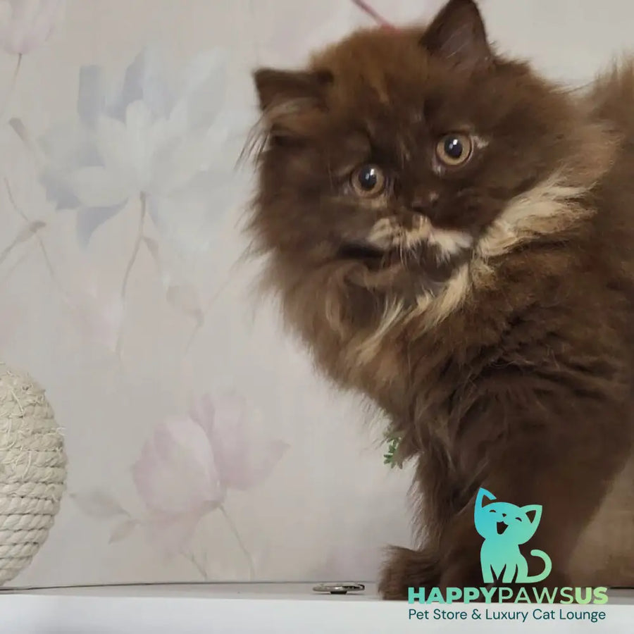 Alisiya British Longhair female chocolate tortie - live animals