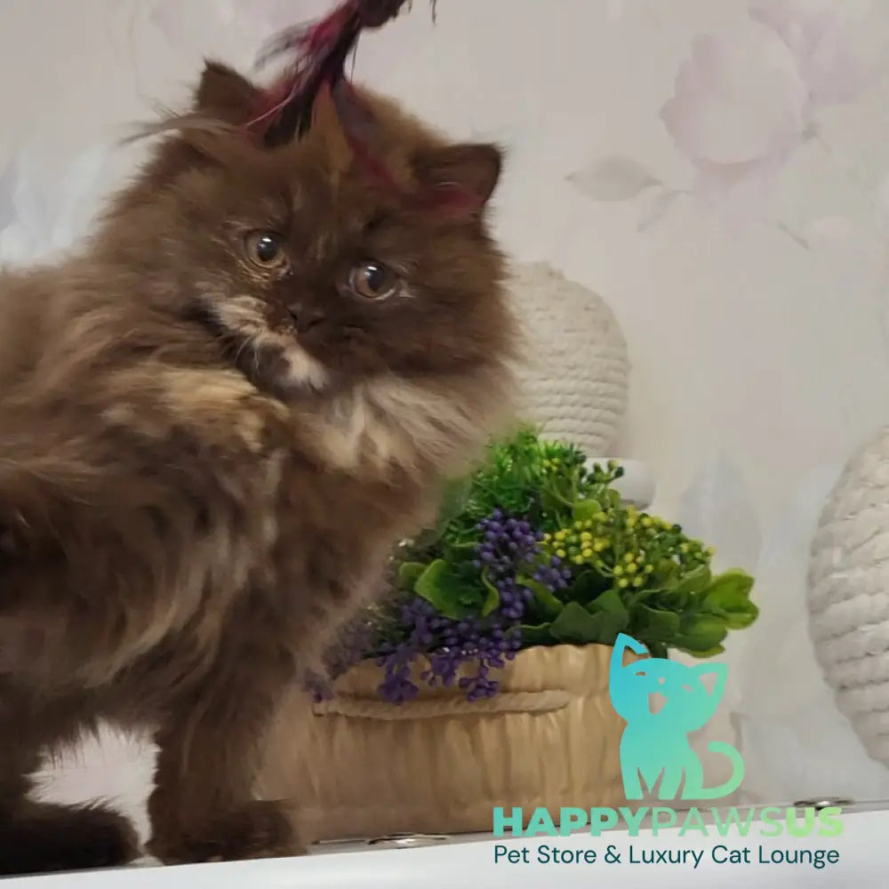 Alisiya British Longhair female chocolate tortie - live animals