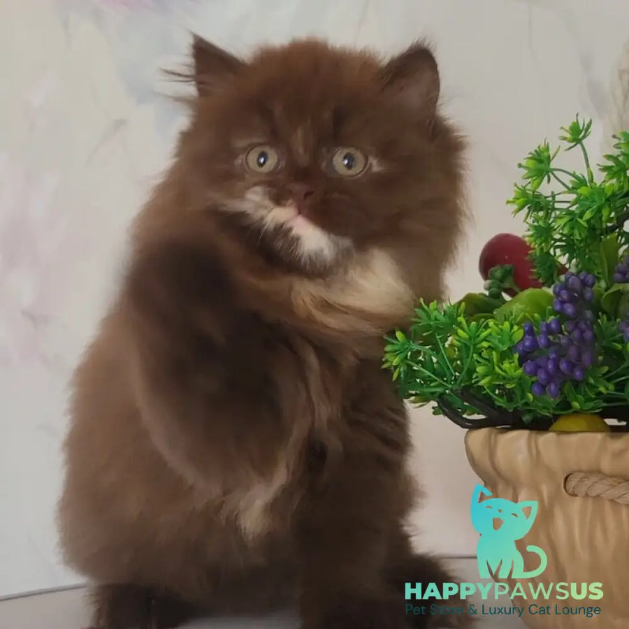 Alisiya British Longhair female chocolate tortie - live animals