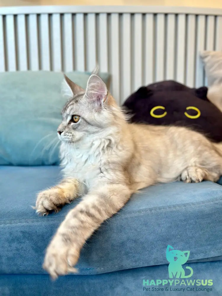 Alma’s Maine Coon male black silver spotted tabby - live animals
