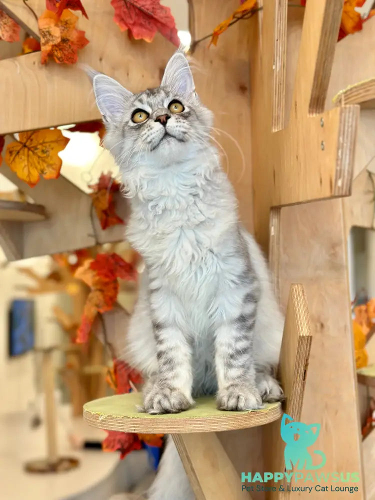 Alma’s Maine Coon male black silver spotted tabby - live animals