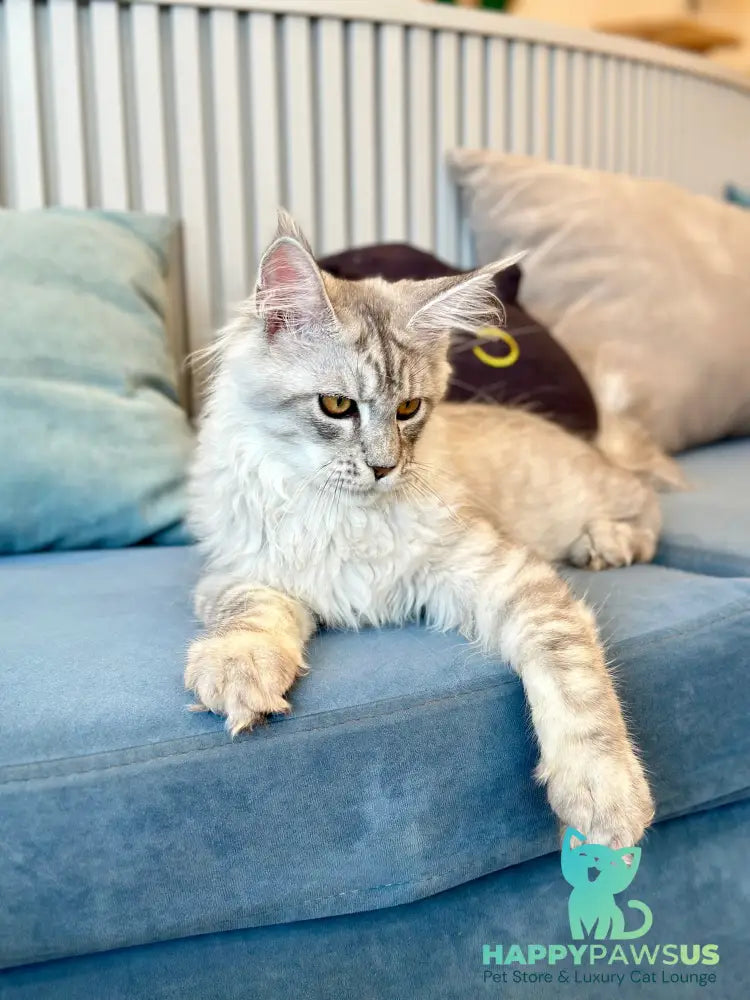 Alma’s Maine Coon male black silver spotted tabby - live animals
