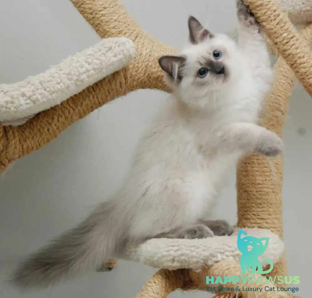 Almaz Siberian male blue pointed - live animals