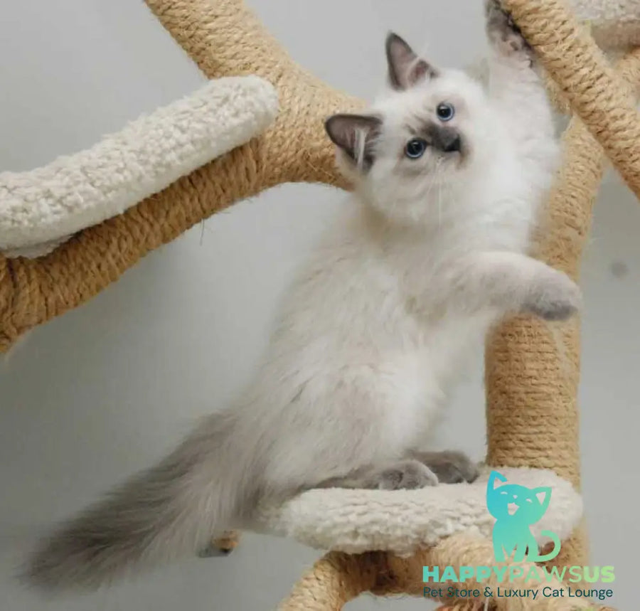 Almaz Siberian male blue pointed - live animals