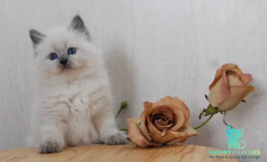 Almaz Siberian male blue pointed - live animals