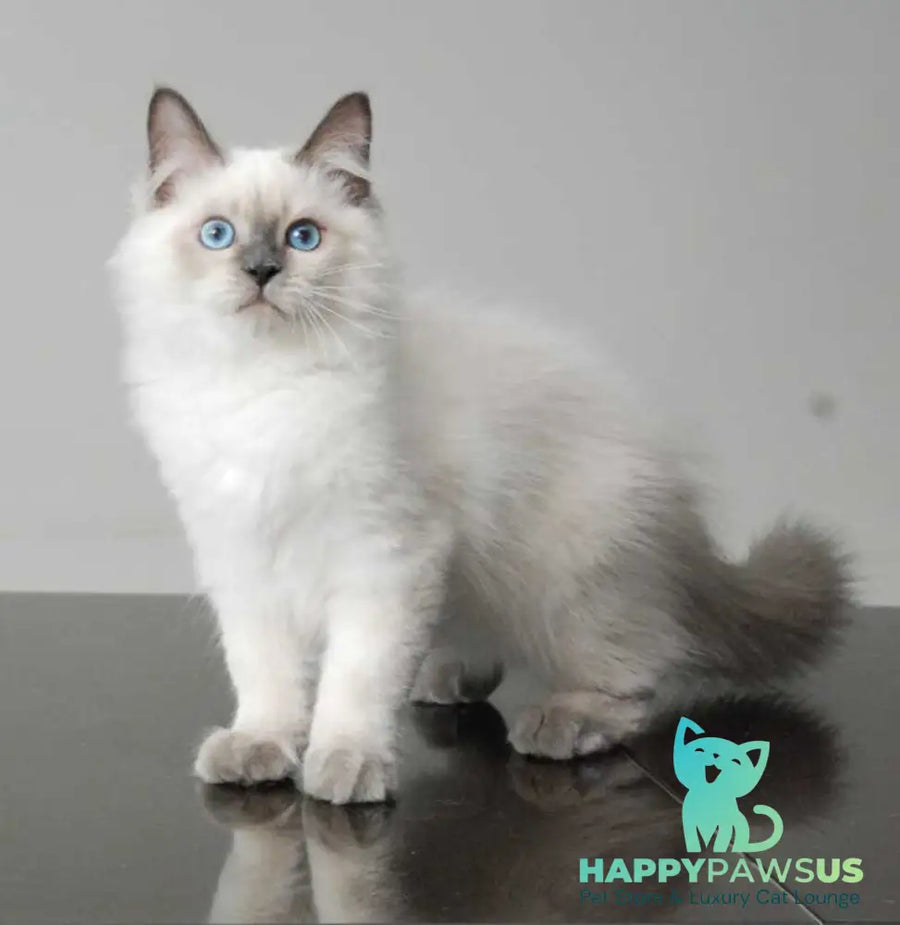 Almaz Siberian male blue pointed - live animals