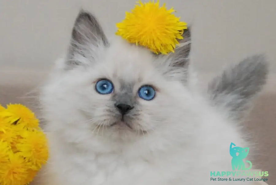 Almaz Siberian male blue pointed - live animals