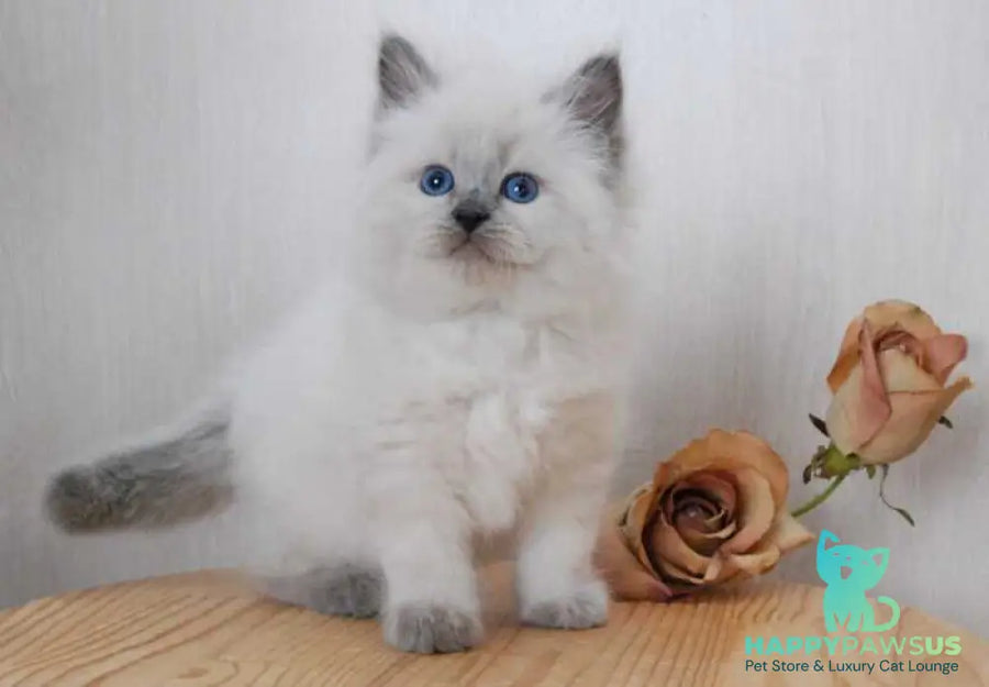 Almaz Siberian male blue pointed - live animals