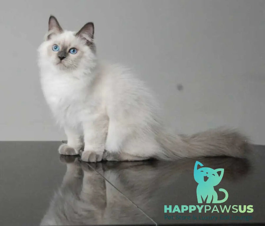 Almaz Siberian male blue pointed - live animals