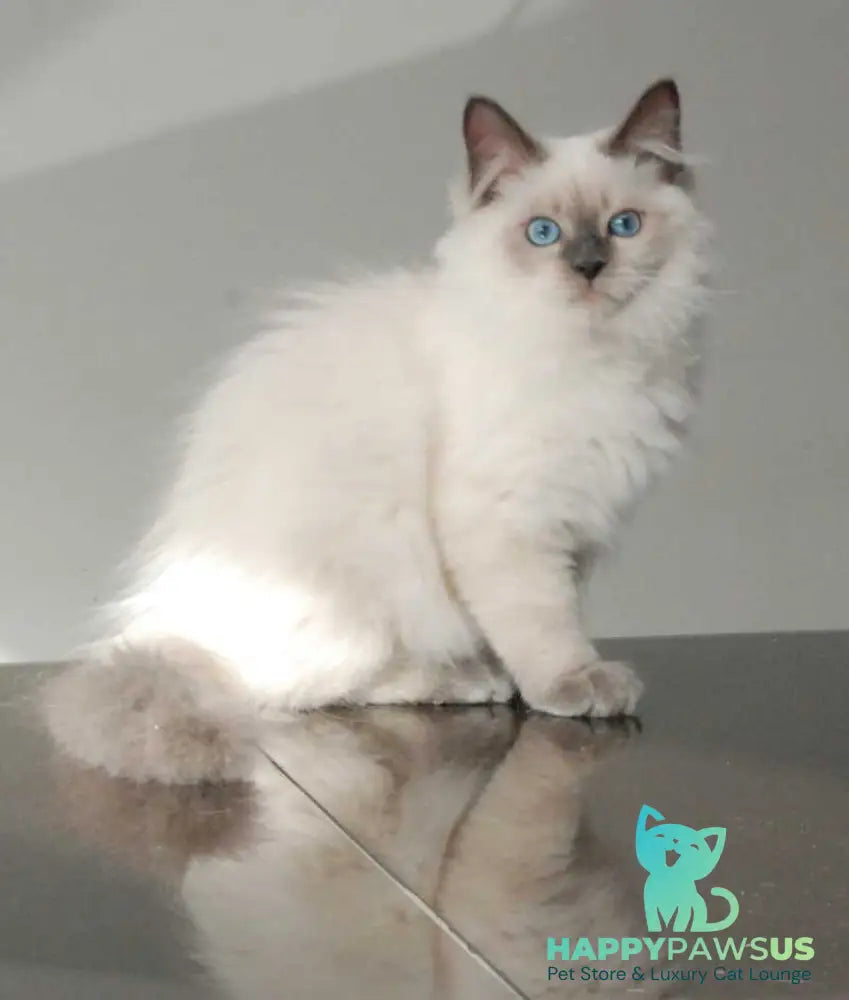 Almaz Siberian male blue pointed - live animals