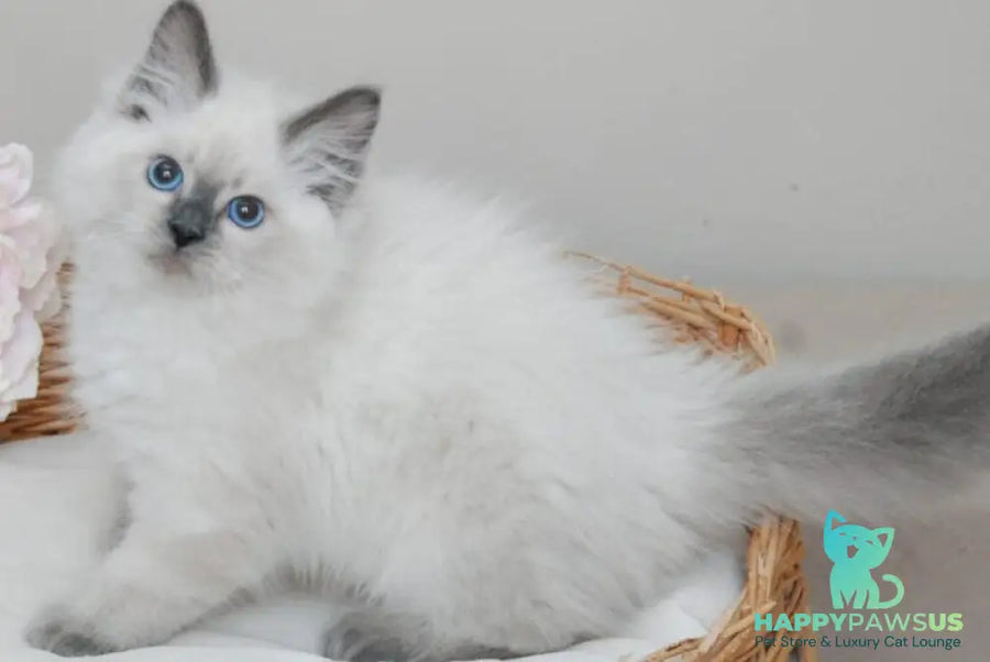 Almaz Siberian male blue pointed - live animals