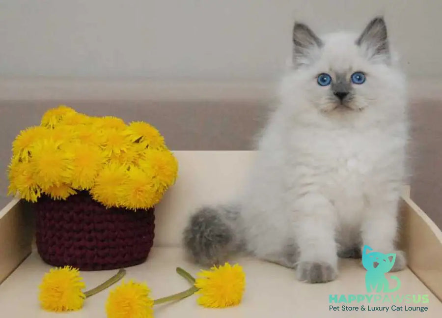 Almaz Siberian male blue pointed - live animals