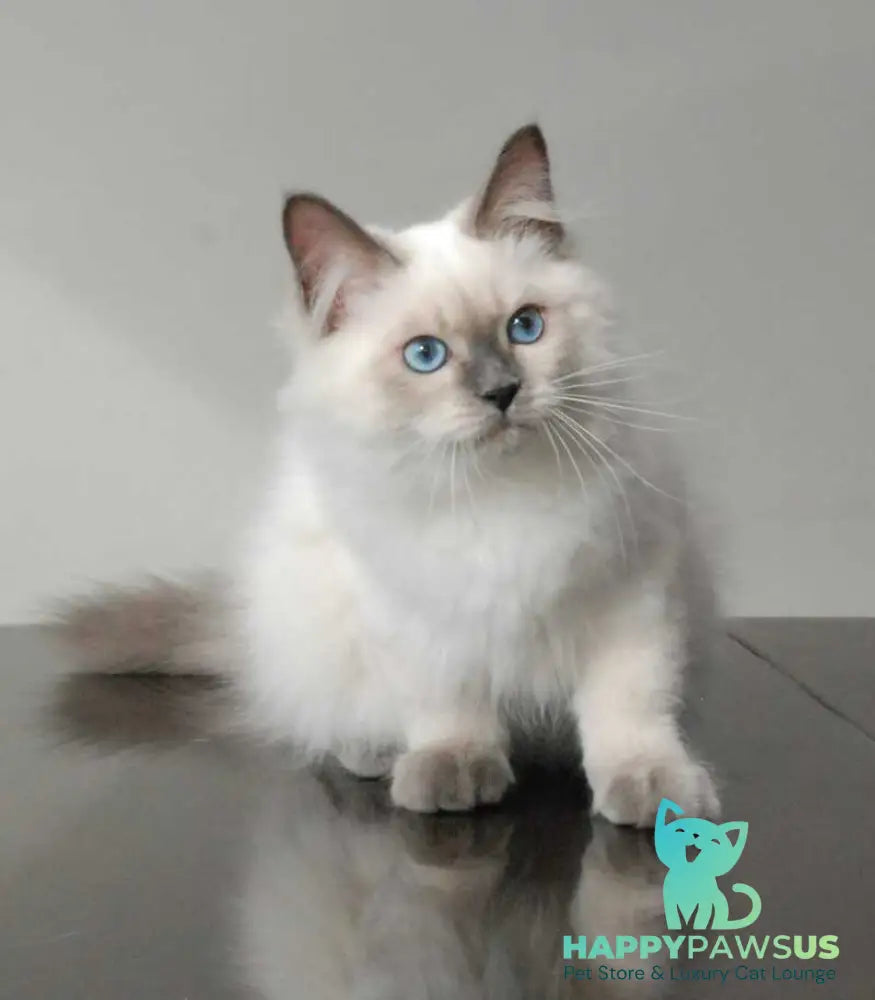 Almaz Siberian male blue pointed - live animals