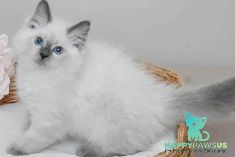 Almaz Siberian male blue pointed - live animals