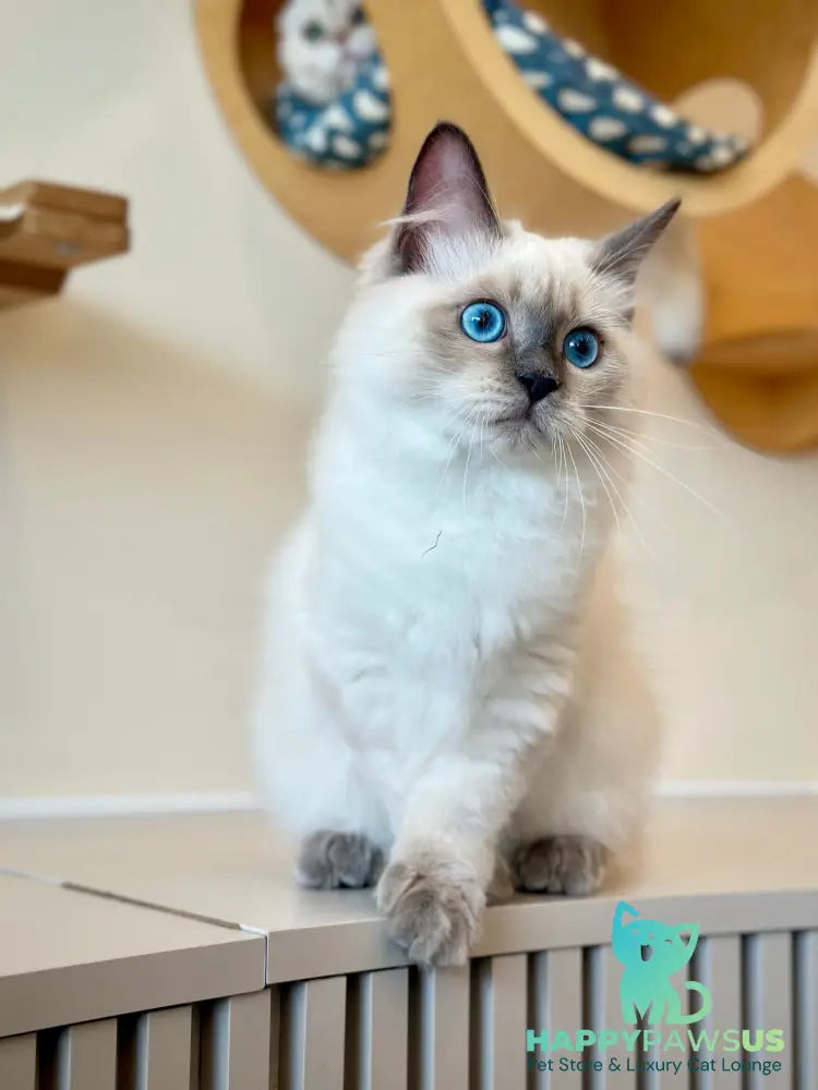 Almaz Siberian male blue pointed - live animals