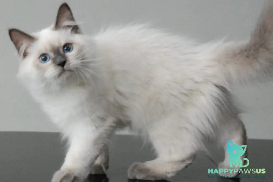 Almaz Siberian male blue pointed - live animals