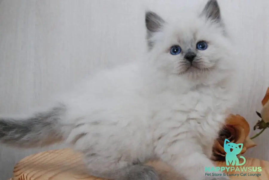 Almaz Siberian male blue pointed - live animals