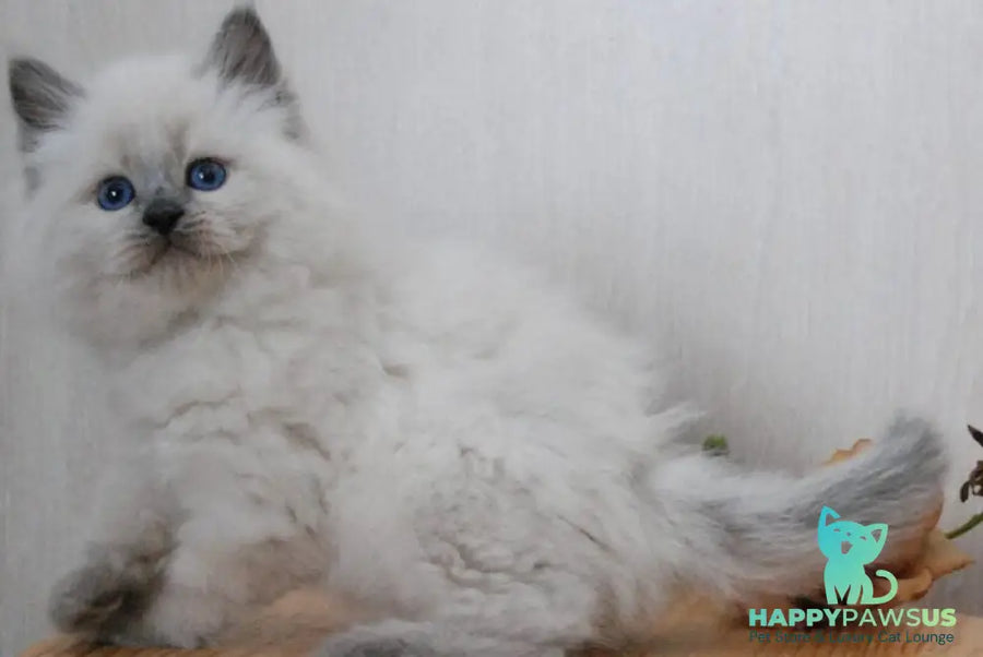 Almaz Siberian male blue pointed - live animals