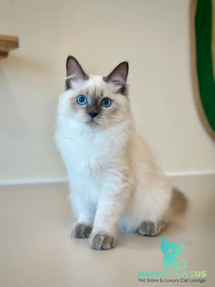 Almaz Siberian male blue pointed - live animals