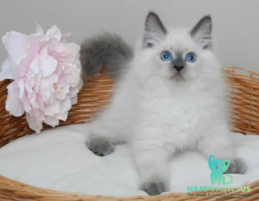 Almaz Siberian male blue pointed - live animals