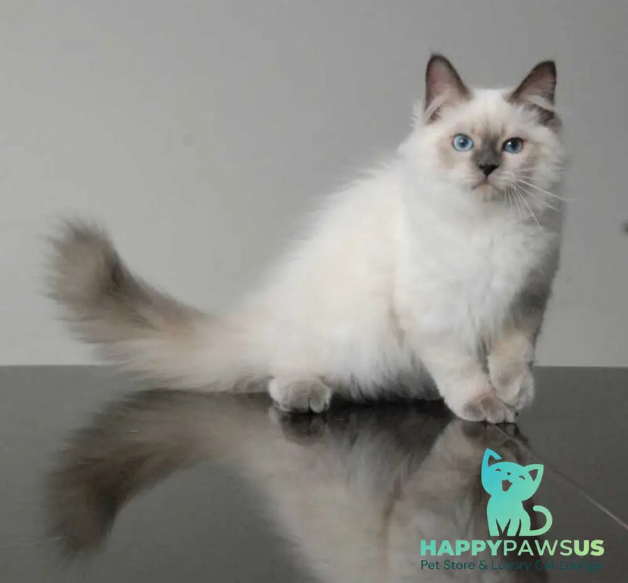 Almaz Siberian male blue pointed - live animals