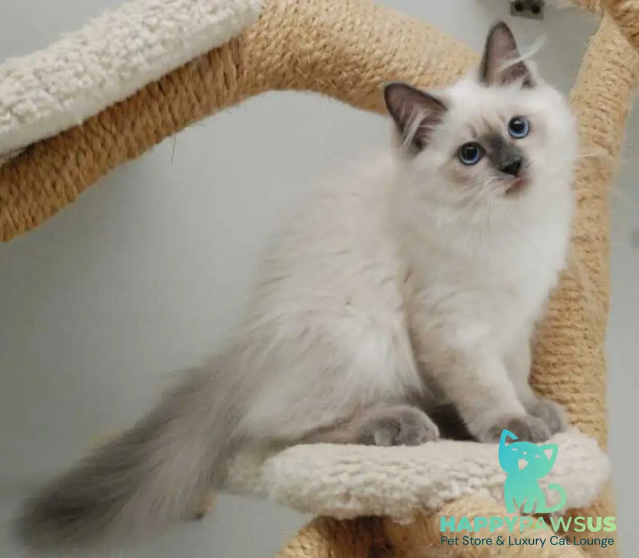Almaz Siberian male blue pointed - live animals