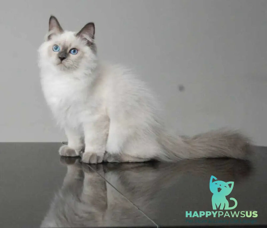 Almaz Siberian male blue pointed - live animals
