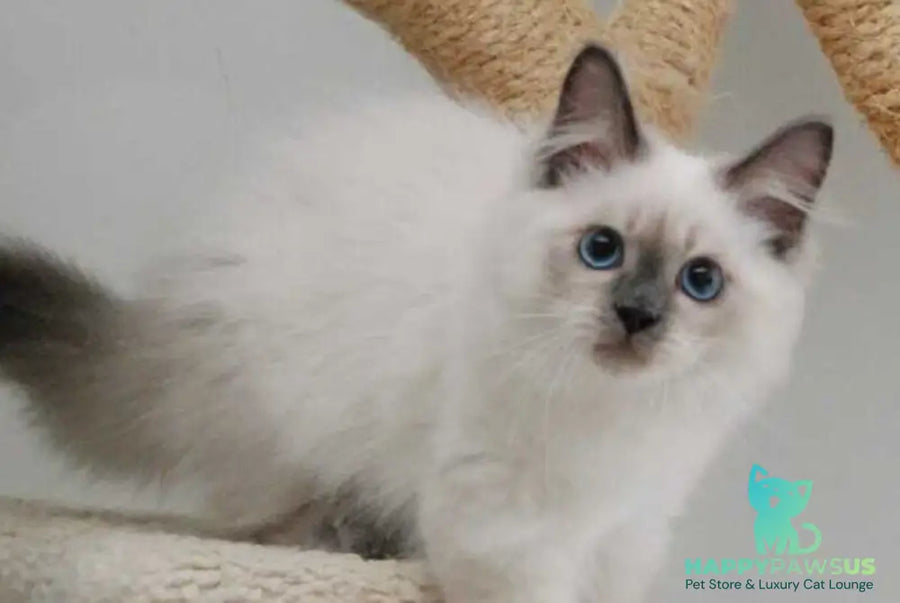 Almaz Siberian male blue pointed - live animals