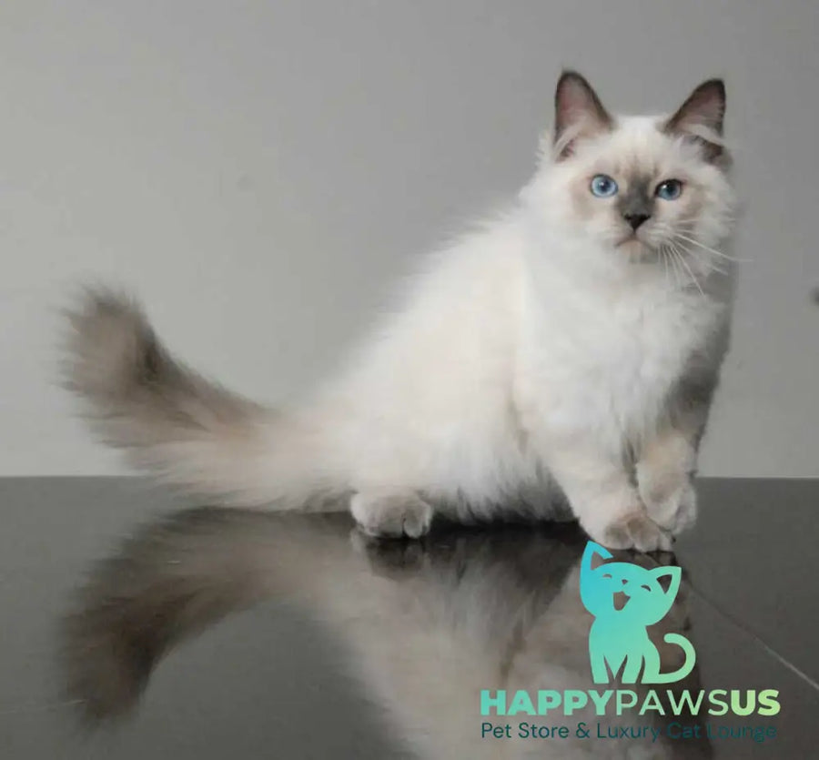 Almaz Siberian male blue pointed - live animals
