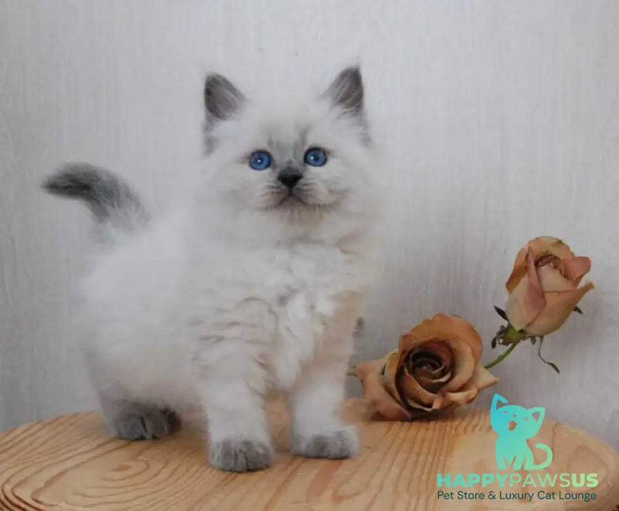 Almaz Siberian male blue pointed - live animals