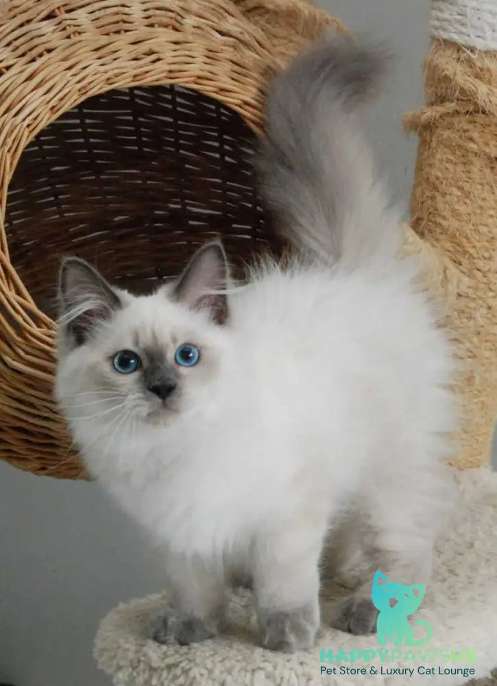 Almaz Siberian male blue pointed - live animals