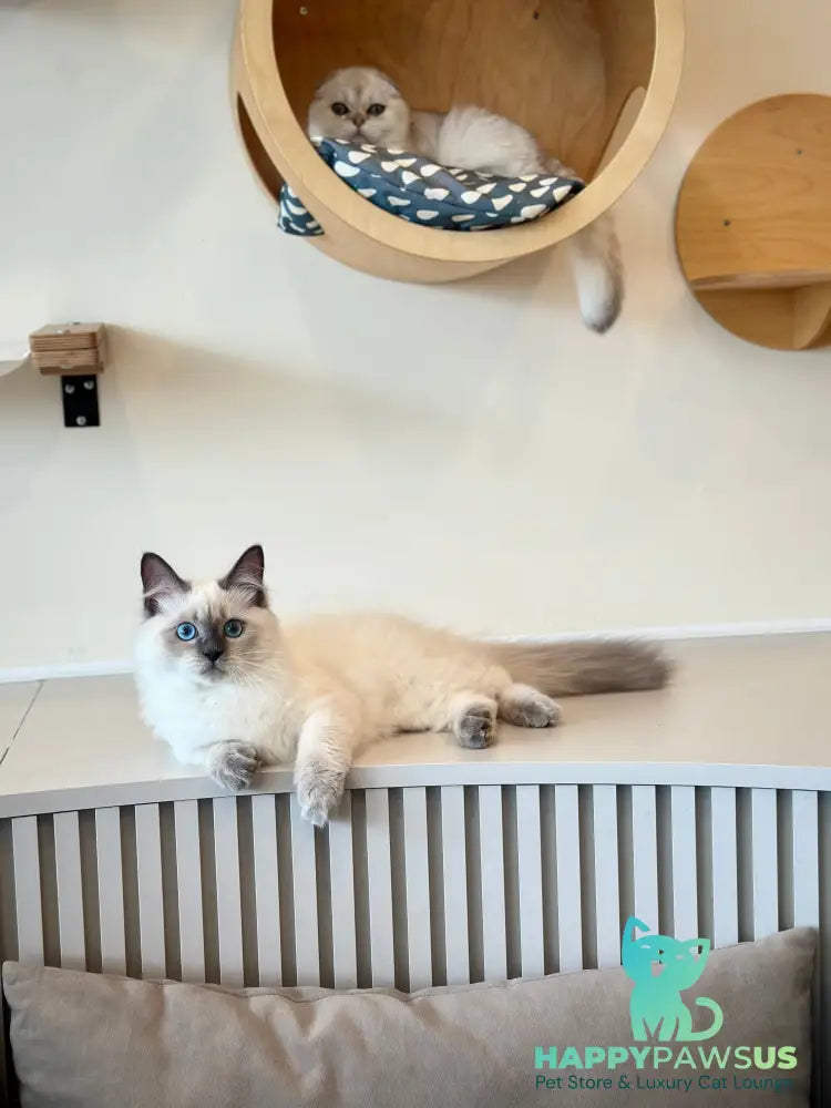 Almaz Siberian male blue pointed - live animals