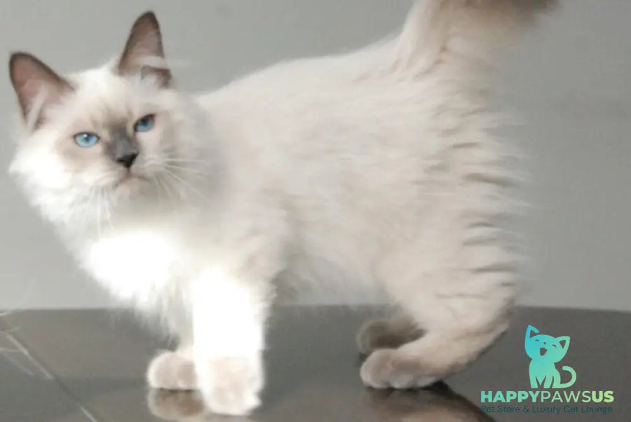 Almaz Siberian male blue pointed - live animals