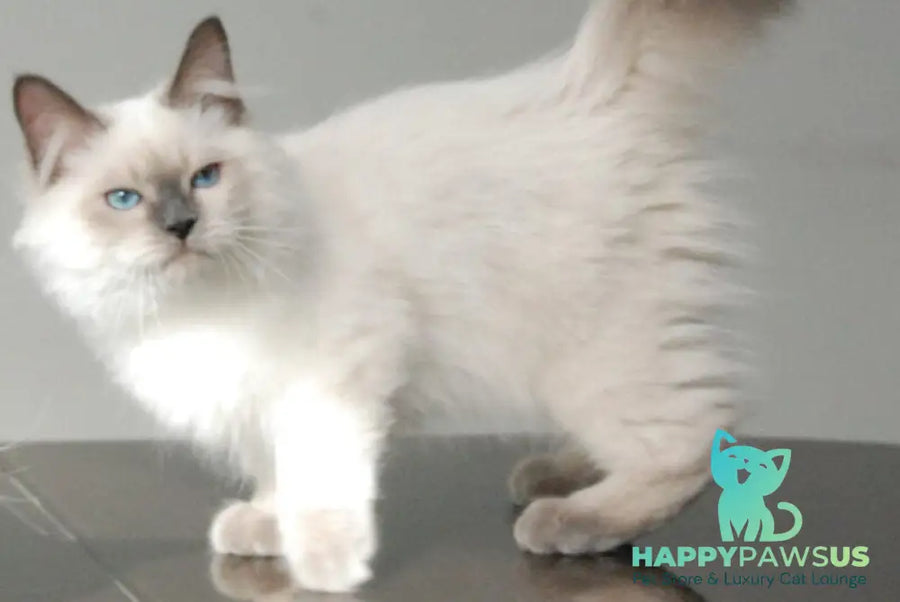 Almaz Siberian male blue pointed - live animals