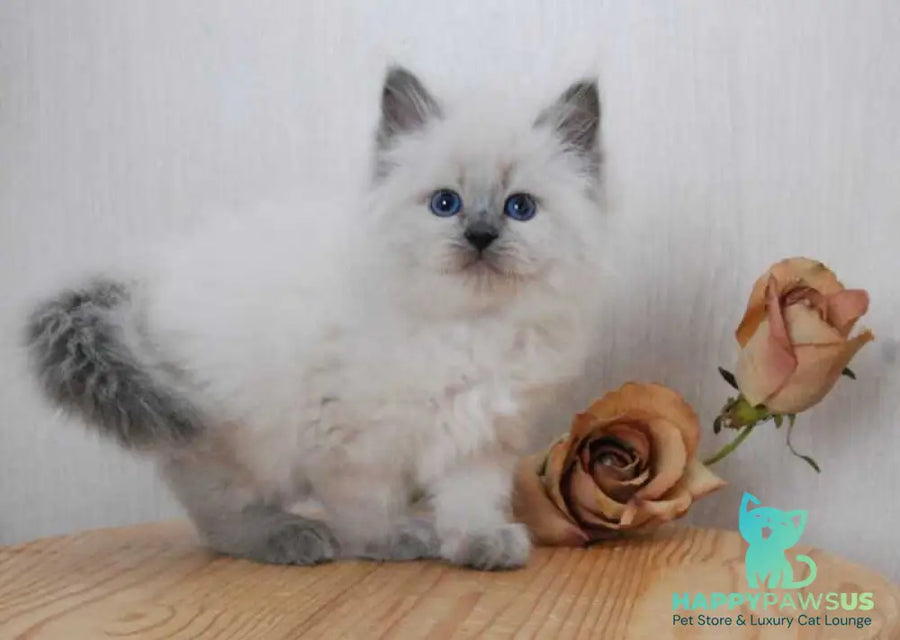 Almaz Siberian male blue pointed - live animals