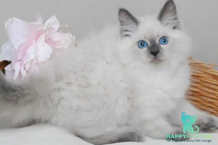 Almaz Siberian male blue pointed - live animals