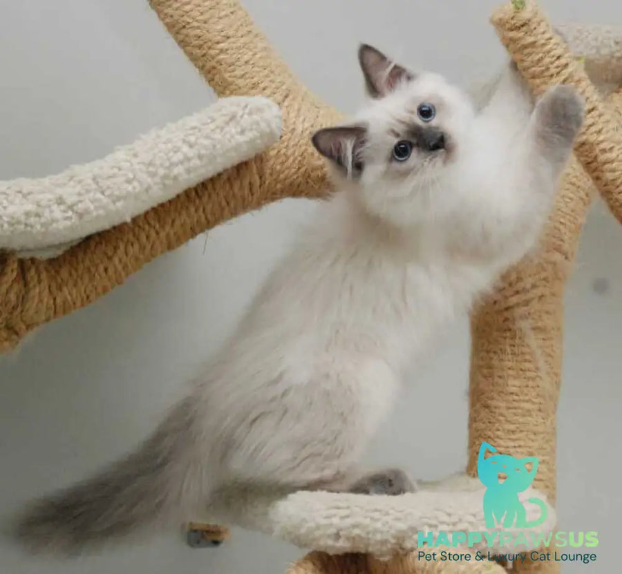 Almaz Siberian male blue pointed - live animals