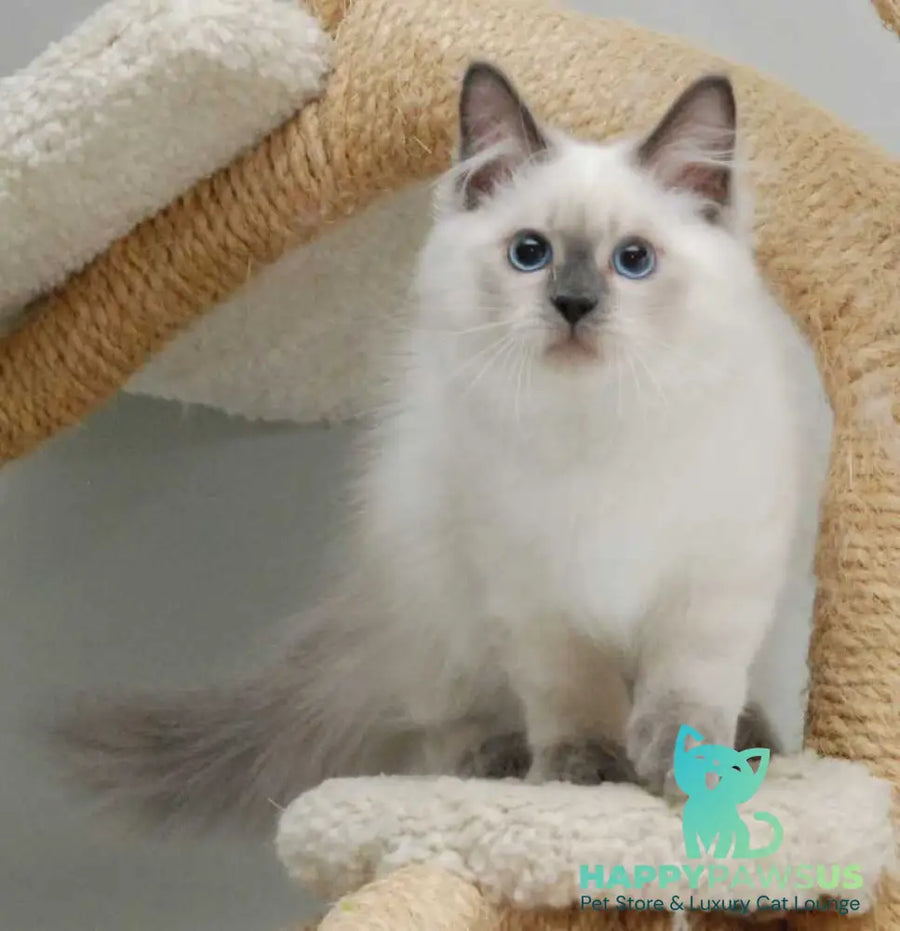 Almaz Siberian male blue pointed - live animals