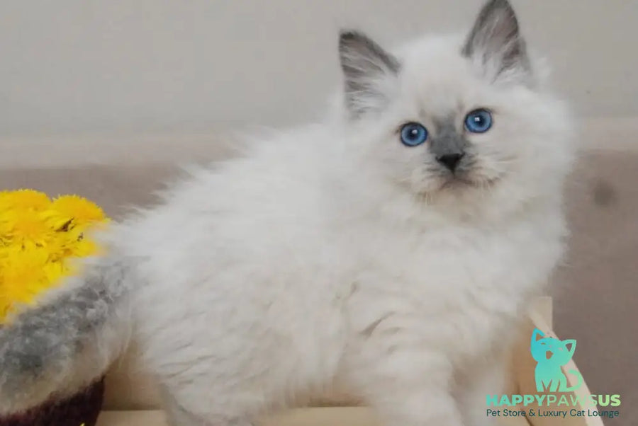 Almaz Siberian male blue pointed - live animals