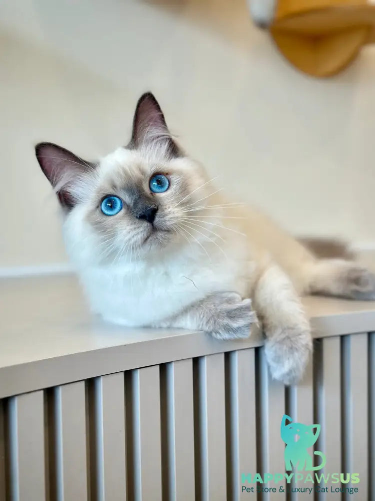 Almaz Siberian male blue pointed - live animals