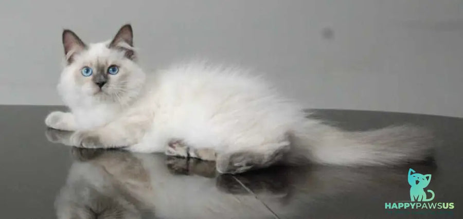 Almaz Siberian male blue pointed - live animals
